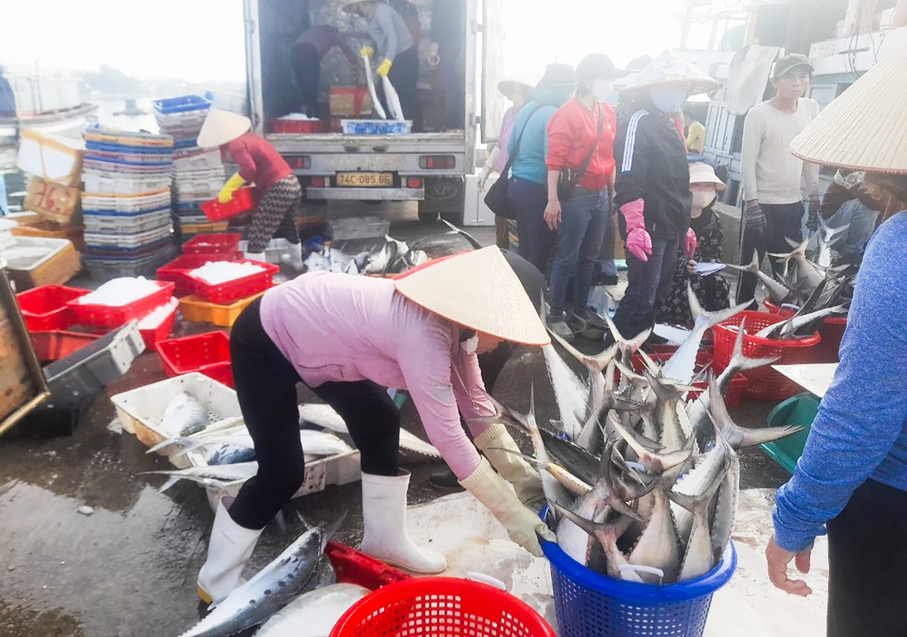 Nhiều tàu cá của ngư dân Quảng Trị “trúng đậm” cá bè vàng trong những chuyến biển đầu năm 2024 -Ảnh: H.A