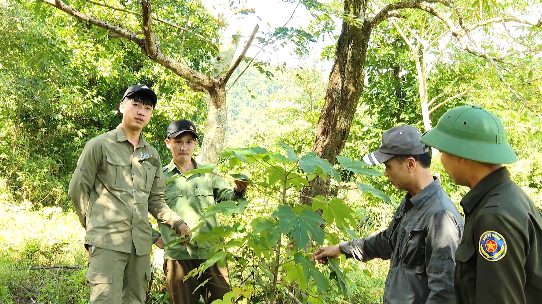 Trồng cây trẩu để phục hồi rừng tự nhiên nghèo kiệt tại xã Hướng Linh, huyện Hướng Hóa - Ảnh: ĐV
