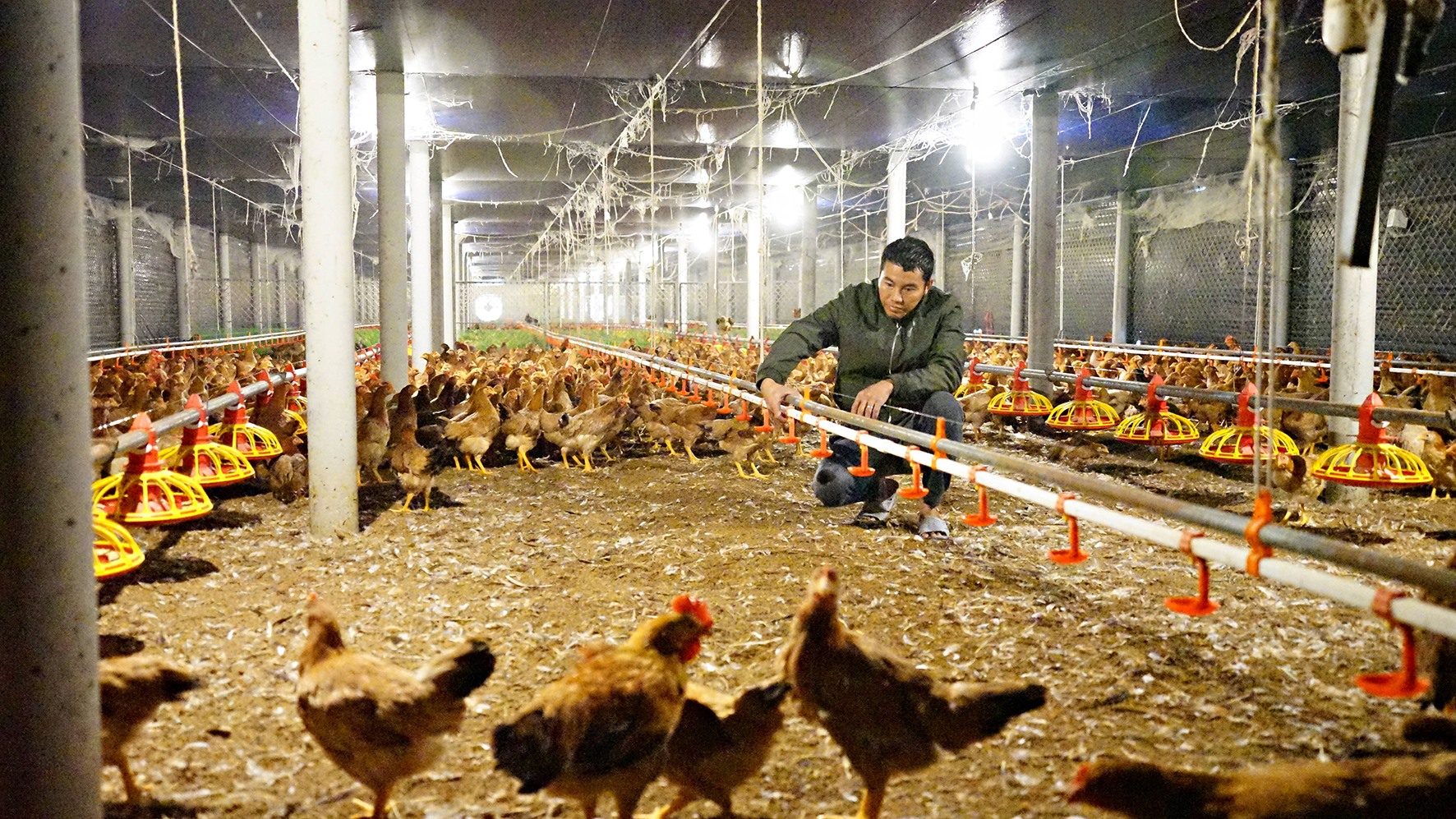 Anh Đăng kiểm tra hệ thống máng ăn tự động của trang trại chăn nuôi gà -Ảnh: L.A