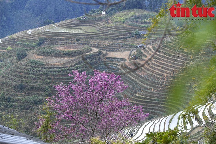 Đây là loại hoa đặc trưng của ùng núi phía Tây bắc, trong đó có huyện Mù Cang Chải.