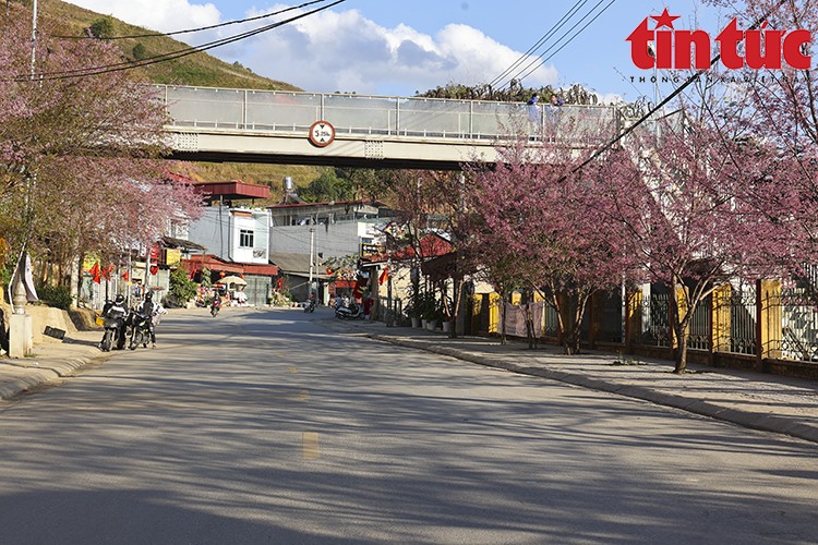 Hoa chỉ nở khi tiết trời khắc nghiệt, nên tớ dày được coi là một trong những biểu tượng mùa đông của Mù Cang Chải.