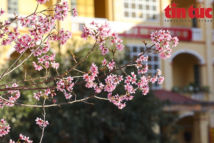 Mùa hoa tớ dày ở Yên Bái thu hút nhiều người tham quan, chụp ảnh.
