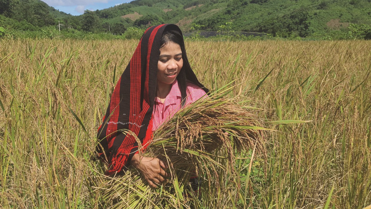 Người dân thôn A Đeng, xã A Ngo, thu hoạch lúa Ra dư - Ảnh: L.N