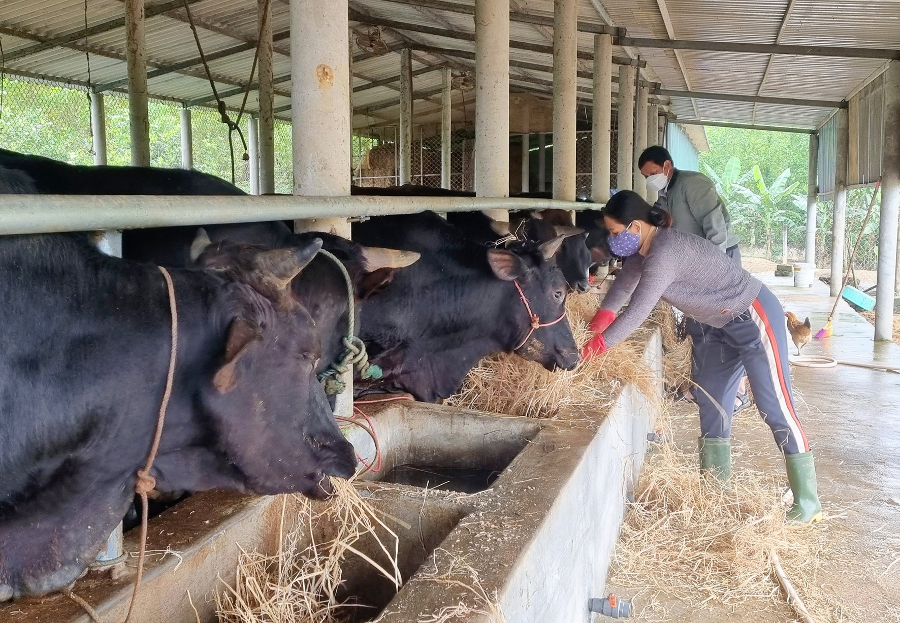Đàn bò 3B của gia đình chị Trương Thị Hằng ở xã Triệu Thượng, Triệu Phong đang phát triển tốt -Ảnh: K.S