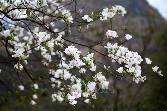 Những cây hoa ban ở đèo Pha Đinh đang thời điểm nở hoa rực rỡ.