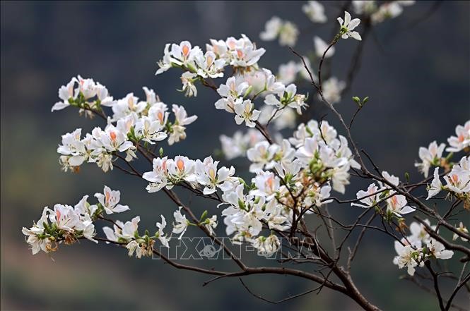 Hoa ban – loài hoa tượng trưng cho người con gái Thái và vùng rừng núi Tây Bắc.
