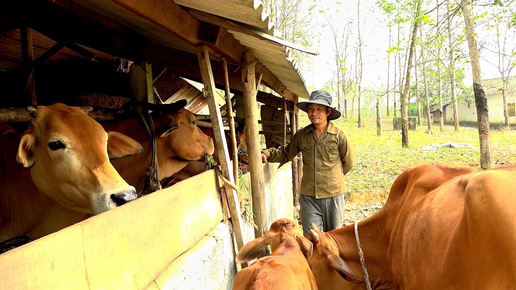 Mô hình chăn nuôi bò nhốt trong trang trại tổng hợp của anh Lê Phước Tuấn -Ảnh: N.T