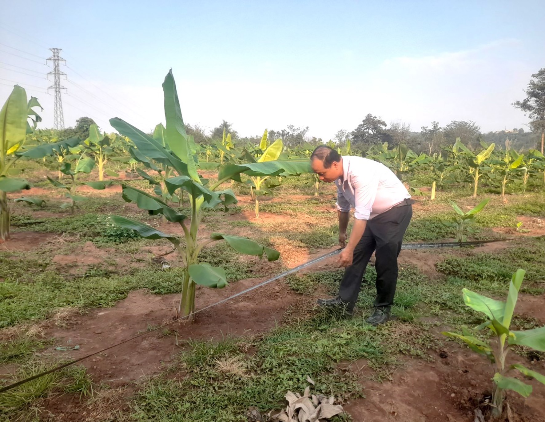 Mô hình trồng chuối nuôi cấy mô ở xã Tân Long, huyện Hướng Hóa -Ảnh: H.A