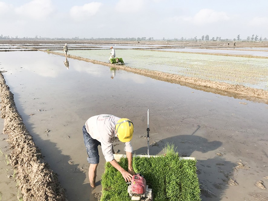 Cấy mạ khay trong sản xuất lúa hữu cơ ở Vĩnh Linh thay cho phương pháp gieo thẳng từ trước đến nay của nông dân. - Ảnh: V.T.H