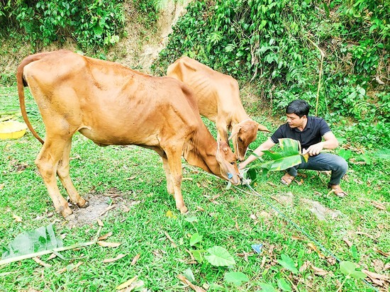 2 con bò giống được cấp cho hộ ông Hồ Văn Bình và ông Hồ Văn Hoạt ở thôn Cu Đông, xã Húc, huyện Hướng Hóa có thể trạng thái mỏng yếu - Ảnh: TRẦN TUYỀN