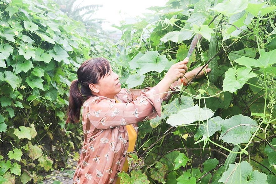 Mô hình trồng mướp khía tại xã Vĩnh Thái, huyện Vĩnh Linh mang lại nguồn thu nhập khá cho người dân -Ảnh: N.P