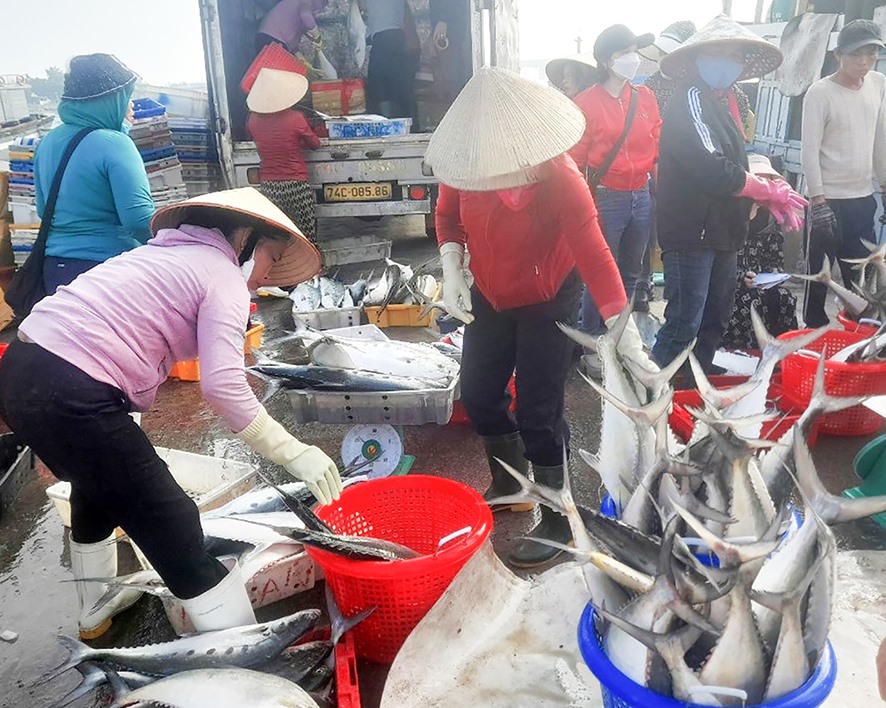 Nhiều tàu đánh bắt xa bờ của ngư dân thị trấn Cửa Việt “trúng đậm” cá bè vàng -Ảnh: H.A