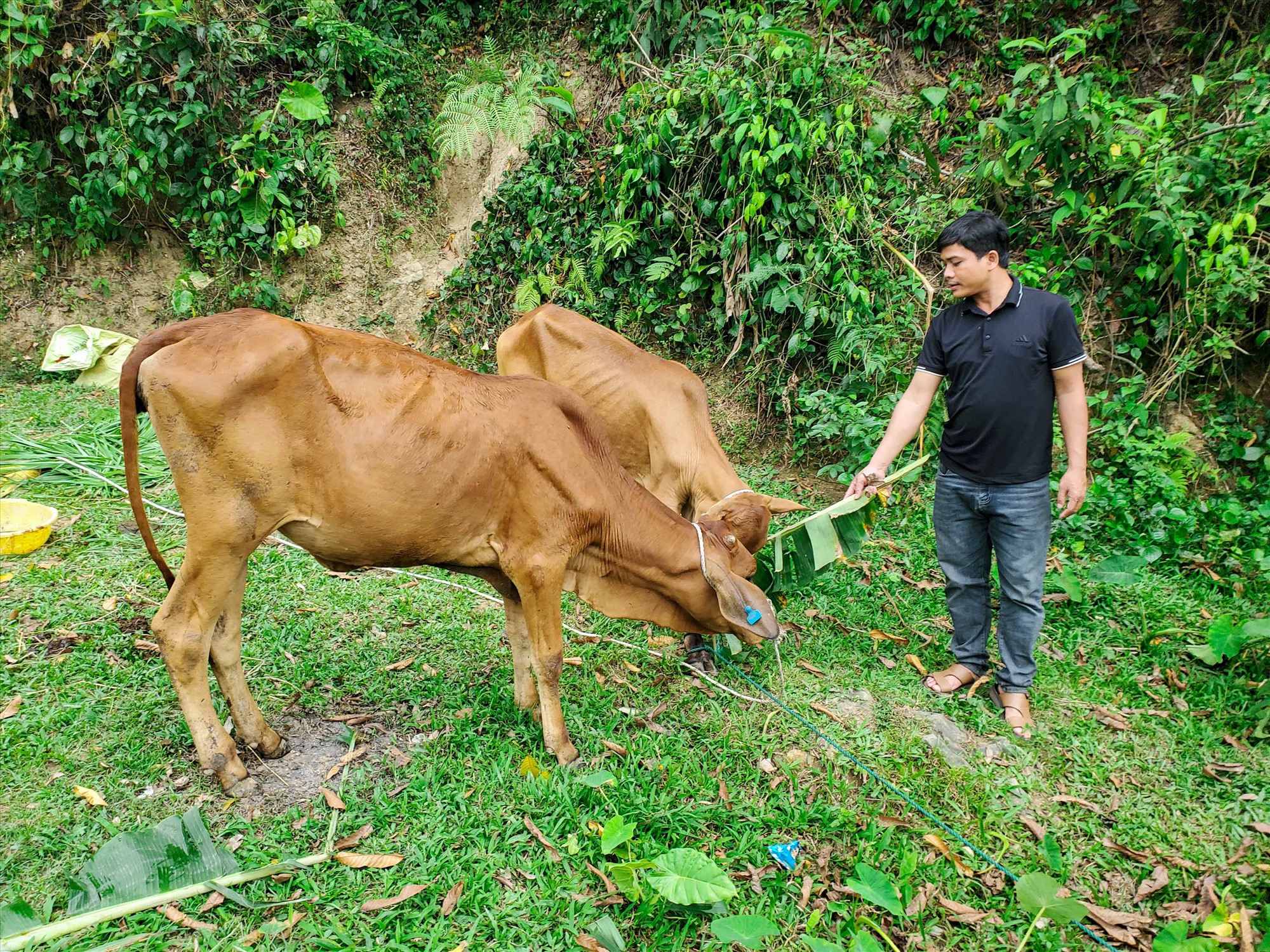 Bò giống giao cho người dân thôn Cu Dông, xã Húc có thể trạng gầy yếu - Ảnh: Trần Tuyền