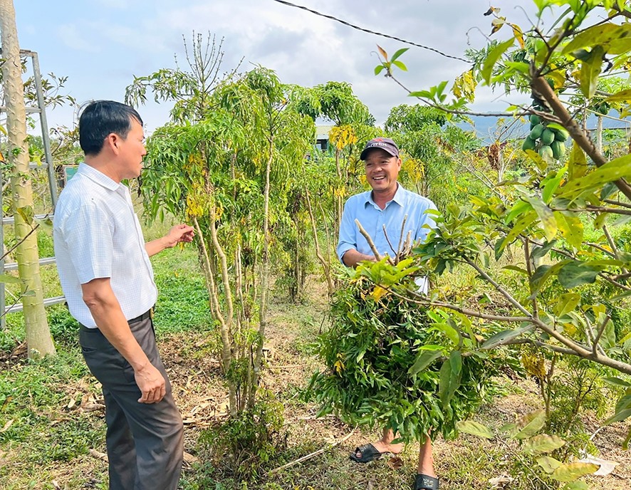 Anh Tín (bên phải) chia sẻ kinh nghiệm trồng, chăm sóc cây đinh lăng -Ảnh: N.T
