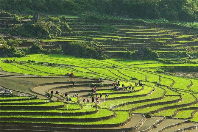 Sắc màu ruộng mạ xanh xen kẽ ruộng mới cày bừa trắng nước chờ cấy lúa trông đẹp như tranh ở Sa Pa (Lào Cai). Ảnh minh họa: Quốc Khánh/TTXVN