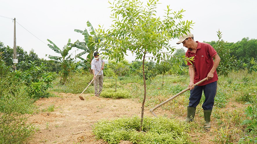 Nông dân thôn An Mỹ, xã Cam Tuyền, huyện Cam Lộ chăm sóc cây đàn hương -Ảnh: ANH VŨ