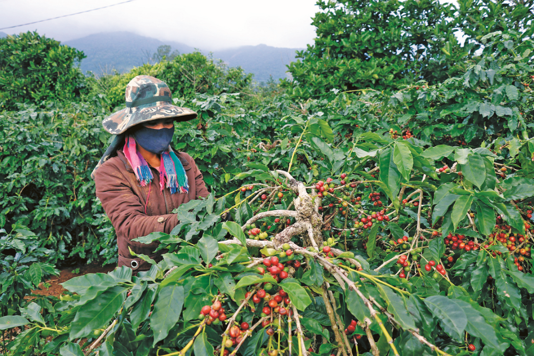 Người dân Khe Sanh thu hoạch cà phê.