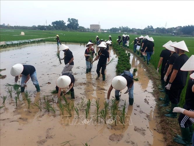 Khách quốc tế hào hứng trải nghiệm hoạt động cấy lúa tại Làng cổ Đường Lâm. Ảnh: TTXVN phát