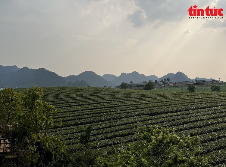 Những đồi chè xanh mát đã trở thành biểu tượng của du lịch Mộc Châu.