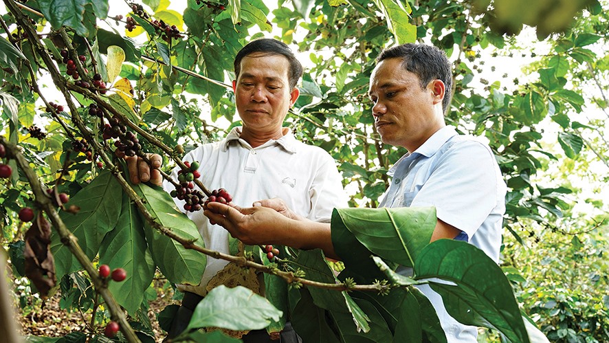 Thu hoạch cà phê mít tại xã Hướng Phùng, huyện Hướng Hóa -Ảnh: L.A