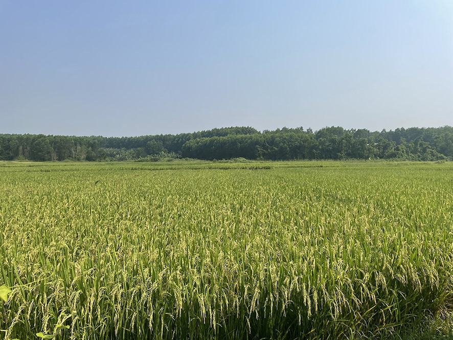 Ruộng lúa trĩu hạt bên rừng trồng và rừng cây cao su xanh tốt ở xã Hải Thái, huyện Gio Linh -Ảnh: Đ.T