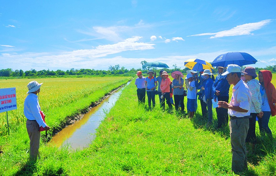 Nông dân huyện Triệu Phong giới thiệu về quá trình sản xuất lúa hữu cơ, canh tác tự nhiên -Ảnh: T.L