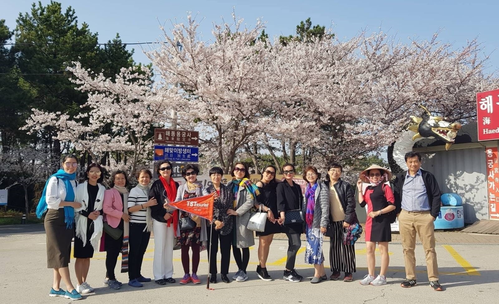 Công ty TSTtourist đưa du khách đi ngắm hoa anh đào tại Hàn Quốc. Ảnh: CTV