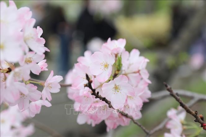 Hoa anh đào nở rộ tại thủ đô Tokyo. Ảnh: Nguyễn Tuyến/PV TTXVN tại Nhật Bản