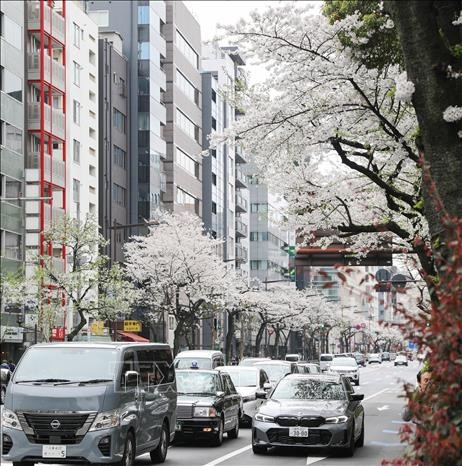 Hoa anh đào nở rộ tại thủ đô Tokyo. Ảnh: Nguyễn Tuyến/PV TTXVN tại Nhật Bản