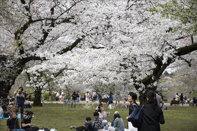 Hoa anh đào nở rộ tại thủ đô Tokyo. Ảnh: Nguyễn Tuyến/PV TTXVN tại Nhật Bản