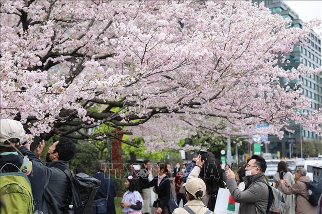 Hoa anh đào nở rộ tại thủ đô Tokyo. Ảnh: Nguyễn Tuyến/PV TTXVN tại Nhật Bản
