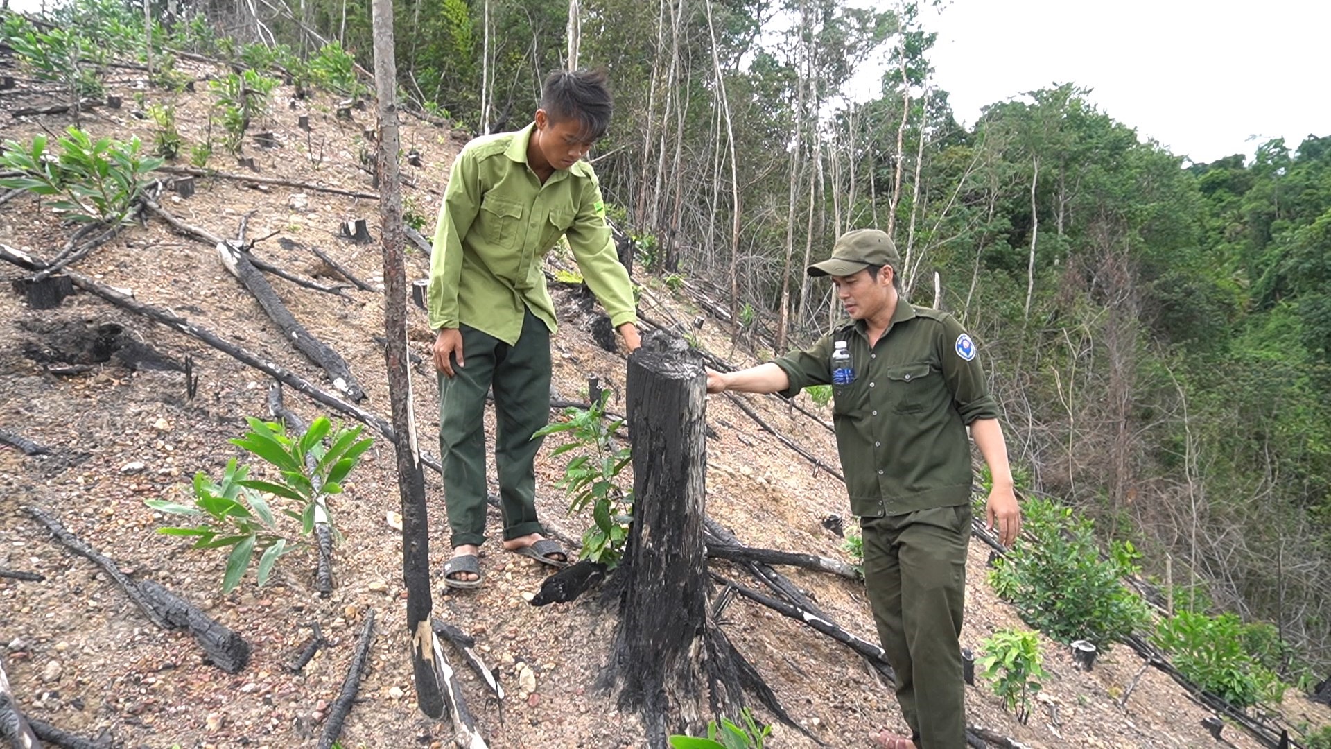 6,32 ha rừng tự nhiên tại Tiểu khu 595 thuộc quản lý của BQL Rừng lưu vực sông Bến Hải bị một hộ dân ở thôn Xóm Mới, xã Vĩnh Ô, huyện Vĩnh Linh chặt phá chiếm đất nhiều năm những chưa được giải quyết - Ảnh: Lê Trường