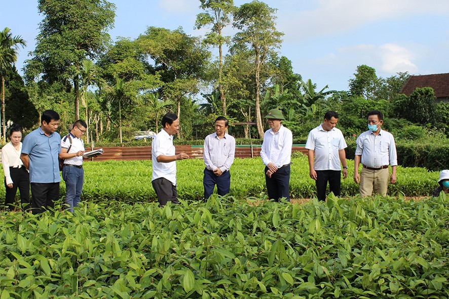 Mô hình vườn ươm nhân giống cây quế trên địa bàn huyện Cam Lộ -Ảnh: V.T.H