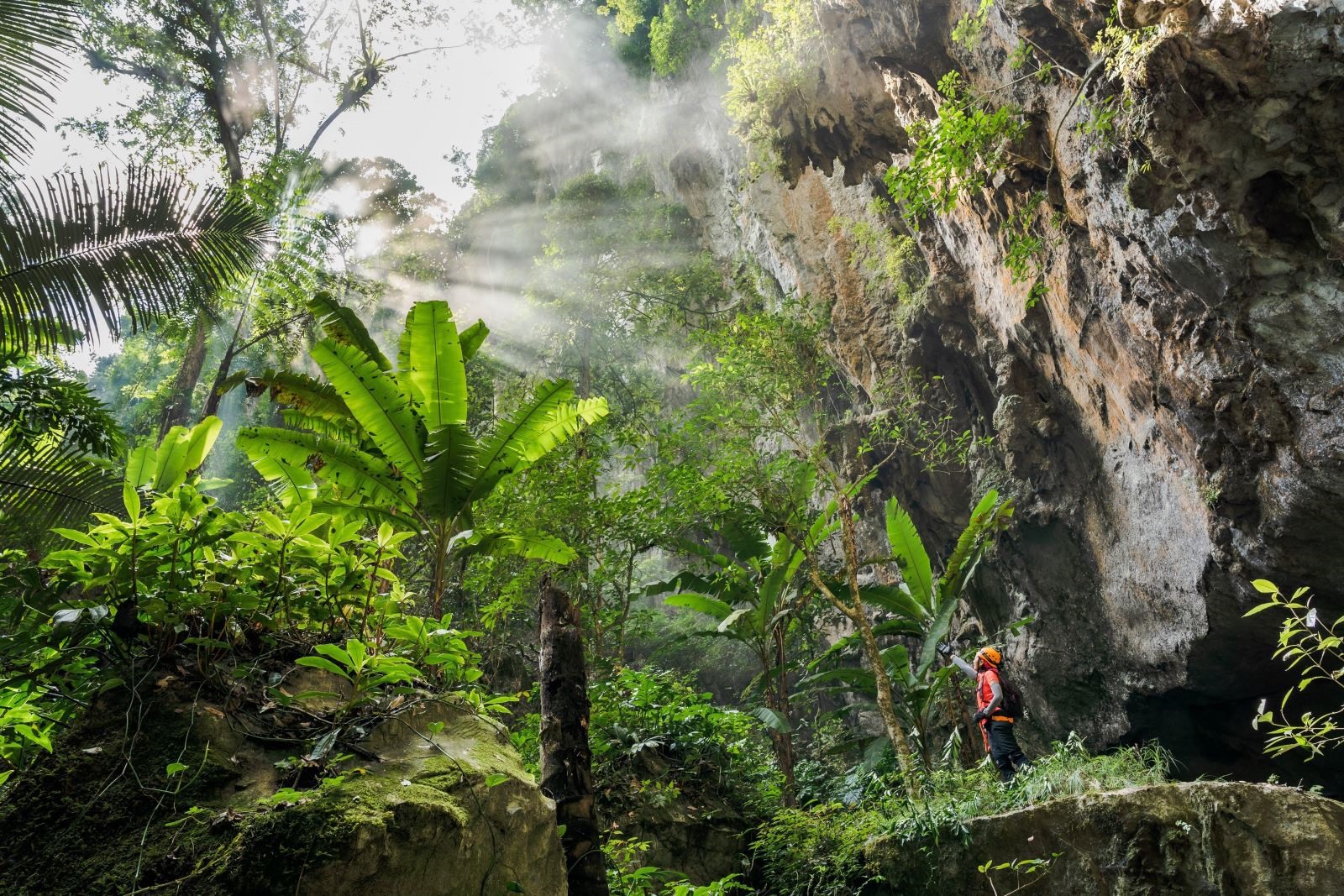 Rừng trong lòng hang động Sơn Đoòng. Ảnh: Hoàng Trung/TTXVN