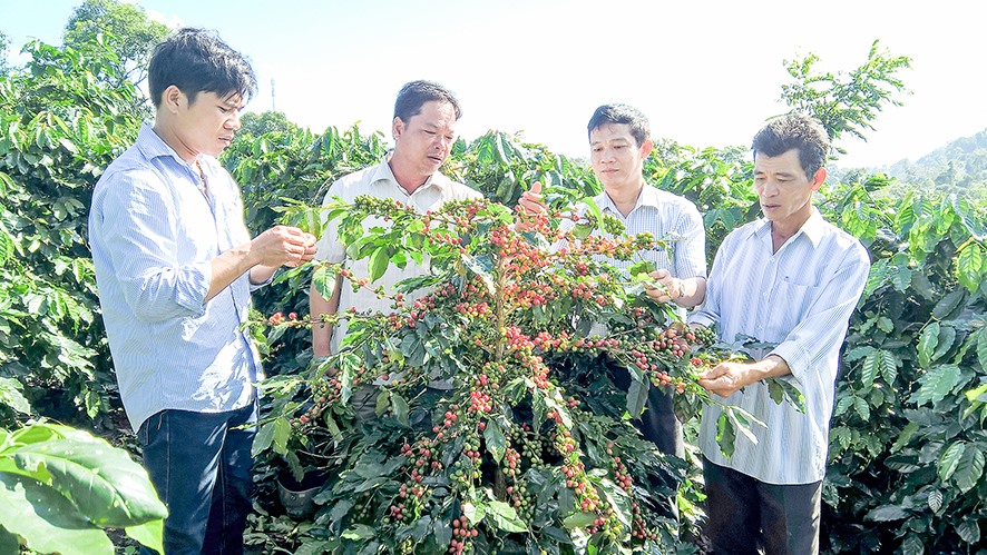Sản xuất cà phê ở Hướng Hóa, sản phẩm đang được tiến hành các thủ tục đề nghị cấp văn bằng Chỉ dẫn địa lý -Ảnh: T.A.M
