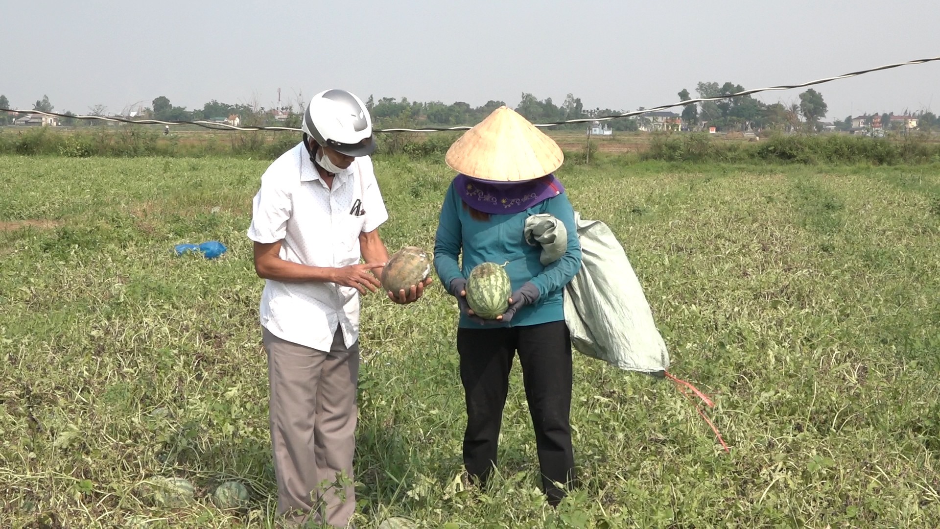 Mưa lớn trong những ngày qua khiến nhiều diện tích dưa hấu của người dân xã Triệu Độ bị thiệt hại nặng-Ảnh: Cảnh Thu