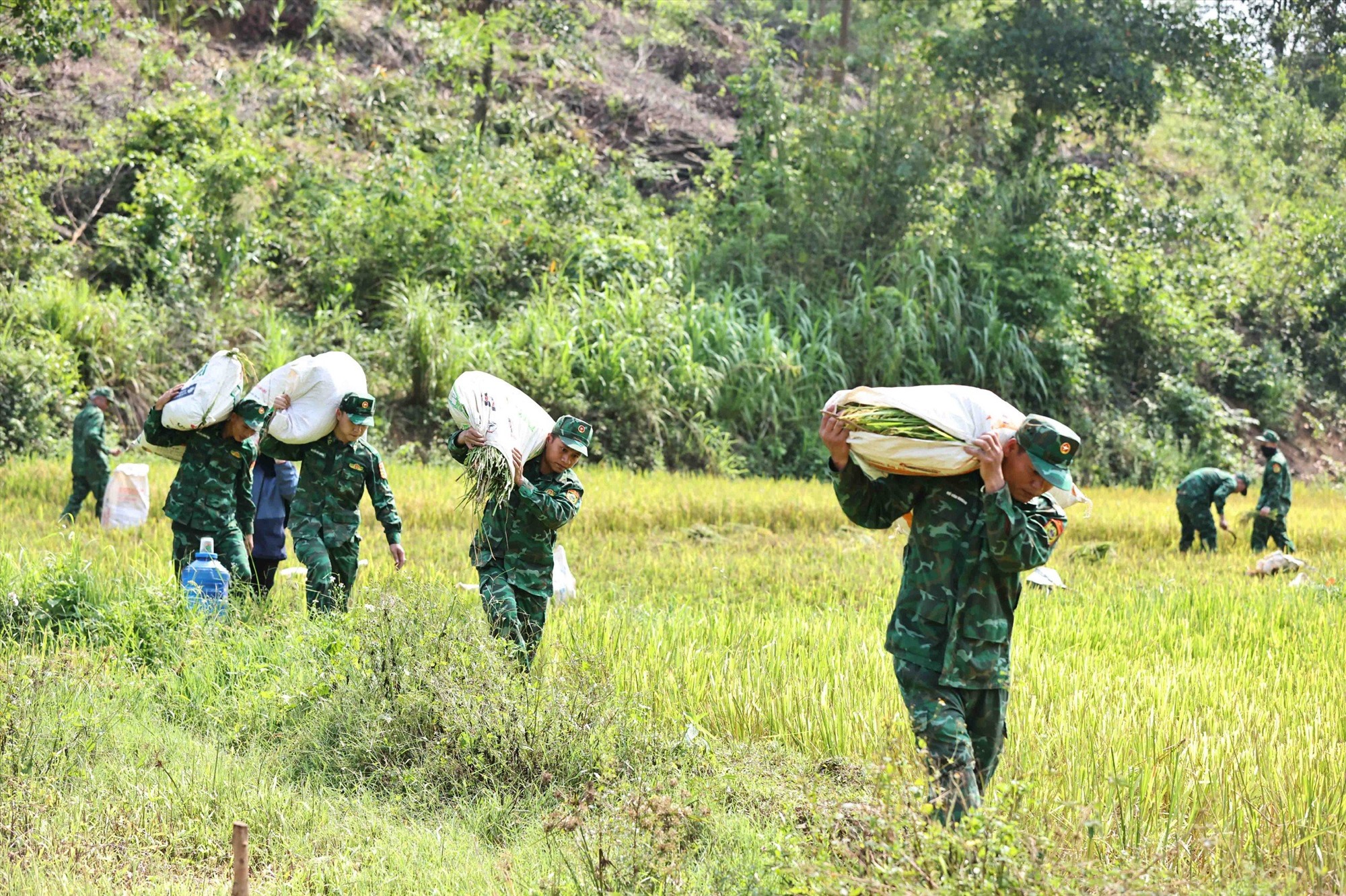 Với sự hỗ trợ của 10 cán bộ, chiến sĩ Biên phòng, đến khoảng 11h cùng ngày, lúa của gia đình anh Cam được gặt xong.