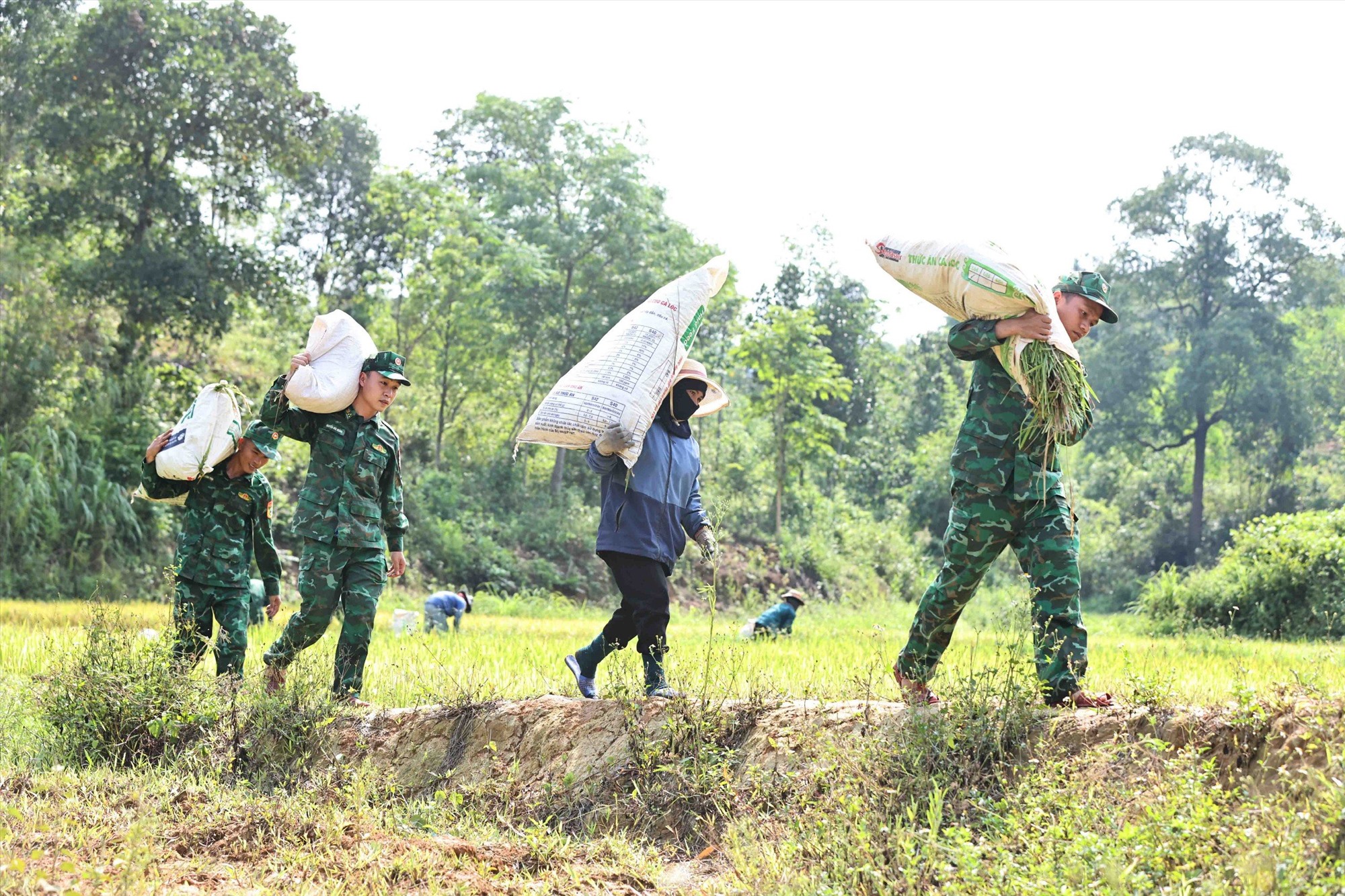 Theo Trung tá Hồ Lê Luận - Chính trị viên Đồn Biên phòng Hướng Lập, năm nào cứ đến vụ gặt, đơn vị cũng phối hợp với địa phương rà soát xem hộ dân nào có hoàn cảnh khó khăn, nhà neo người thì cử lực lượng đến hỗ trợ. Đặc biệt vào dịp này, thời tiết diễn biến phức tạp, nếu không thu hoạch thì nhiều diện tích lúa sẽ đối diện với nguy cơ bị thiệt hại.