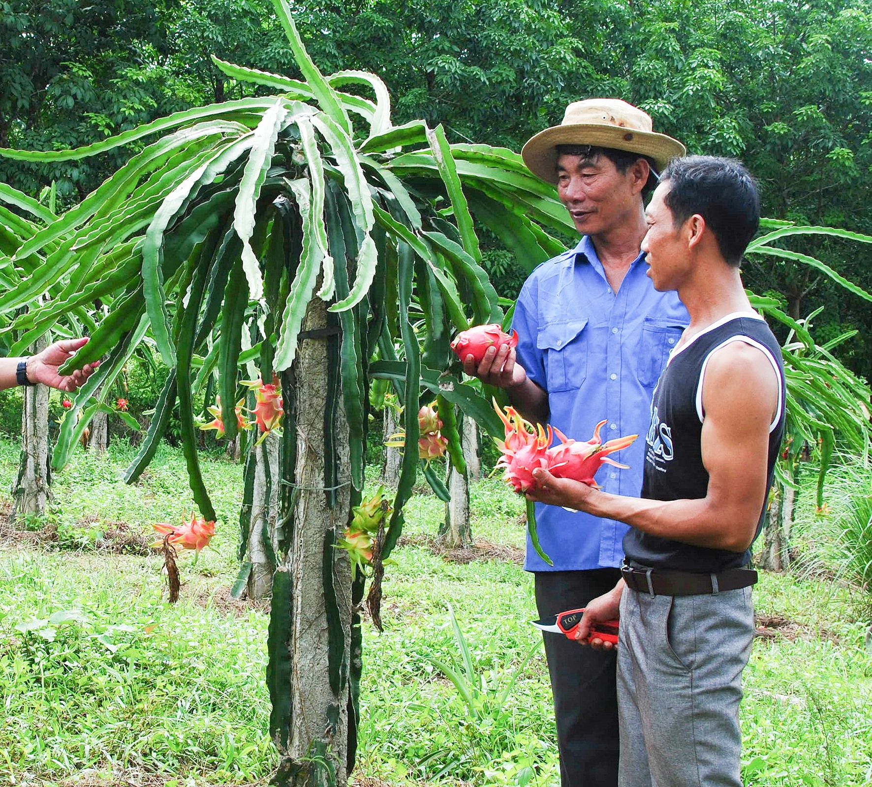 Mô hình trồng cây thanh long ruột đỏ mang lại thu nhập cao cho nhiều hộ gia đình ở xã Vĩnh Thủy, huyện Vĩnh Linh -Ảnh: H.T