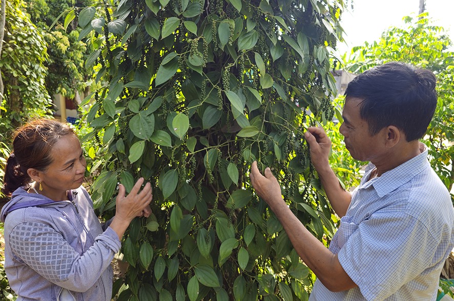 Ông Bùi Văn Tâm ở thôn An Nha, xã Gio An, Gio Linh cùng vợ thu hoạch hồ tiêu - Ảnh: TÚ LINH