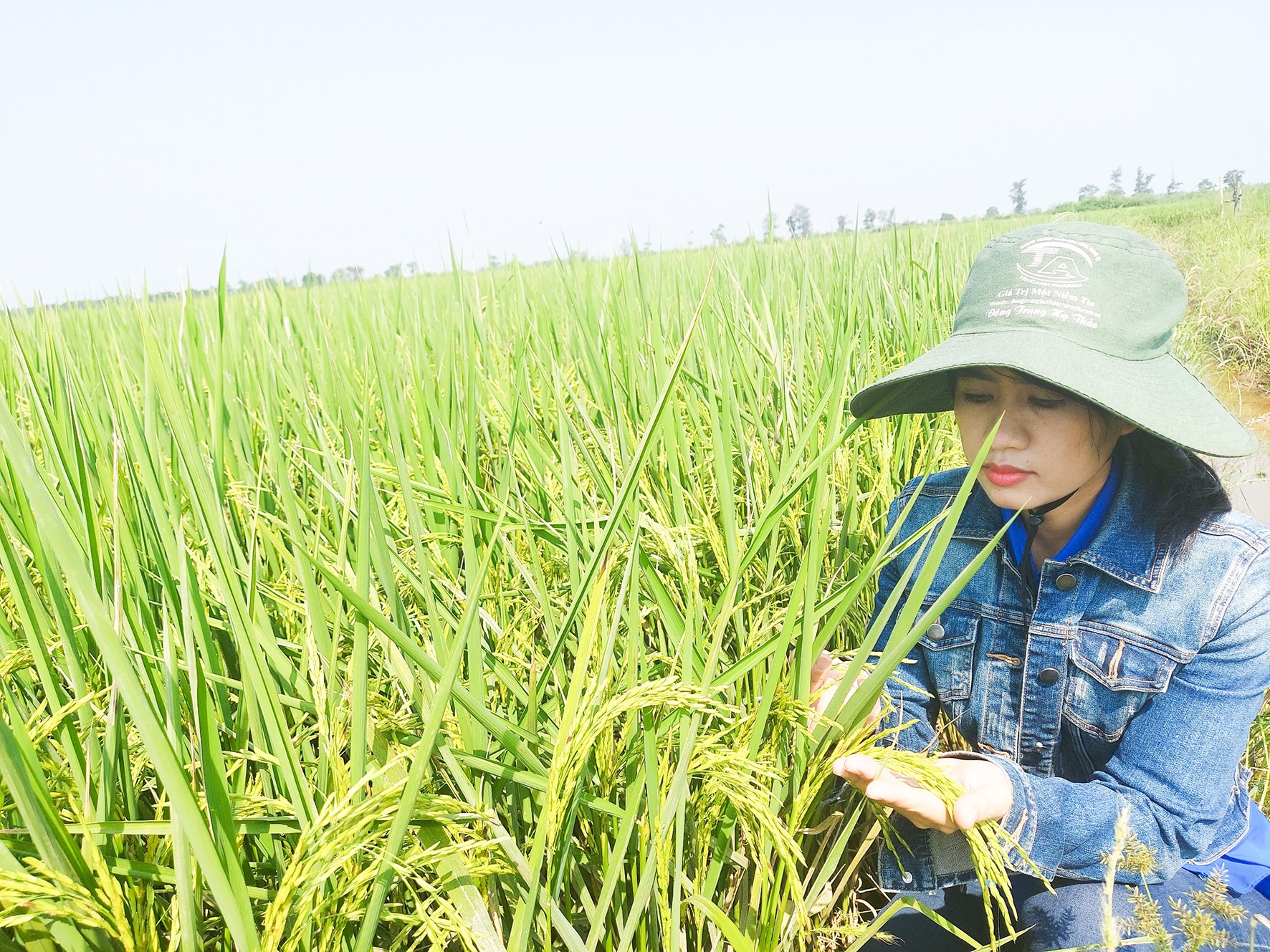 Phát triển mô hình lúa hữu cơ ở huyện Triệu Phong - Ảnh: T.A.M