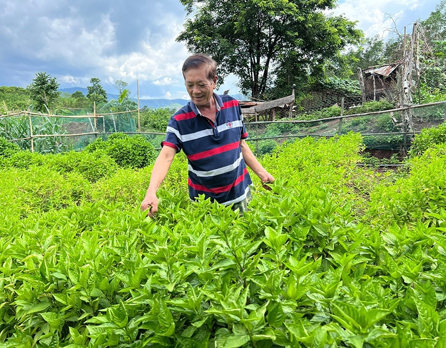 Mô hình trồng cây dược liệu được HTX Nông nghiệp và Du lịch bền vững Xy đưa vào sản xuất hiện phát triển tốt -Ảnh: M.L