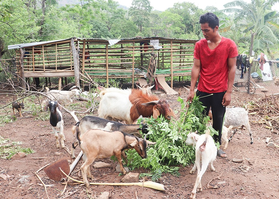 Nhờ có đàn dê, vợ chồng anh Hồ Văn Khoa ở xã Hướng Lộc có việc làm và nguồn thu nhập ổn định hơn -Ảnh: T.P