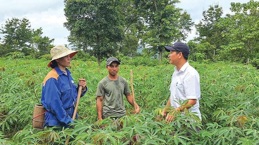 Cán bộ Nhà máy tinh bột sắn Hướng Hóa trao đổi với người dân về cách chăm sóc cây sắn - Ảnh: HT