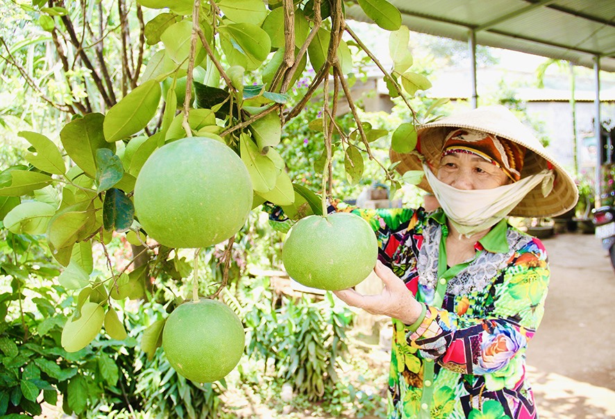 Người dân xã Linh Trường, huyện Gio Linh chú trọng phát triển diện tích cây ăn quả - Ảnh: D.C