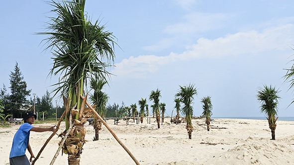 Anh Hoàng Đình Tấn, chủ nhà hàng kinh doanh ăn uống Tấn Bình gia cố thêm cọc chống để bảo vệ những cây dừa vừa được trồng trên bãi tắm Nhật Tân - Ảnh: T.T