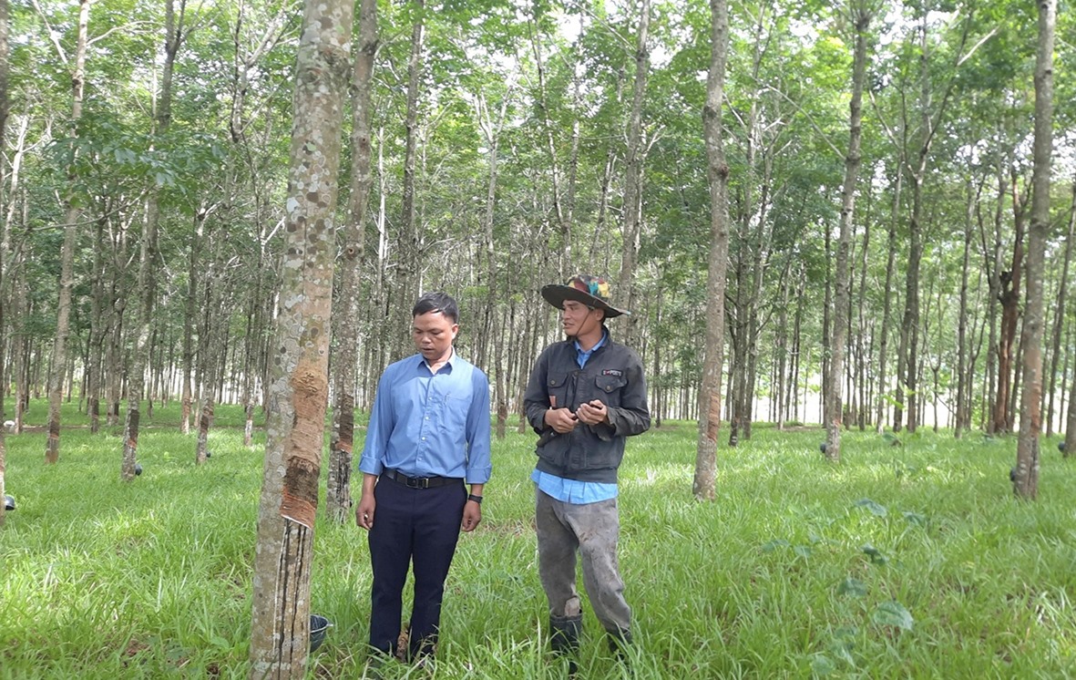 Anh Lău (bên phải) chia sẻ kinh nghiệm trồng cây cao su hiệu quả - Ảnh: M.L