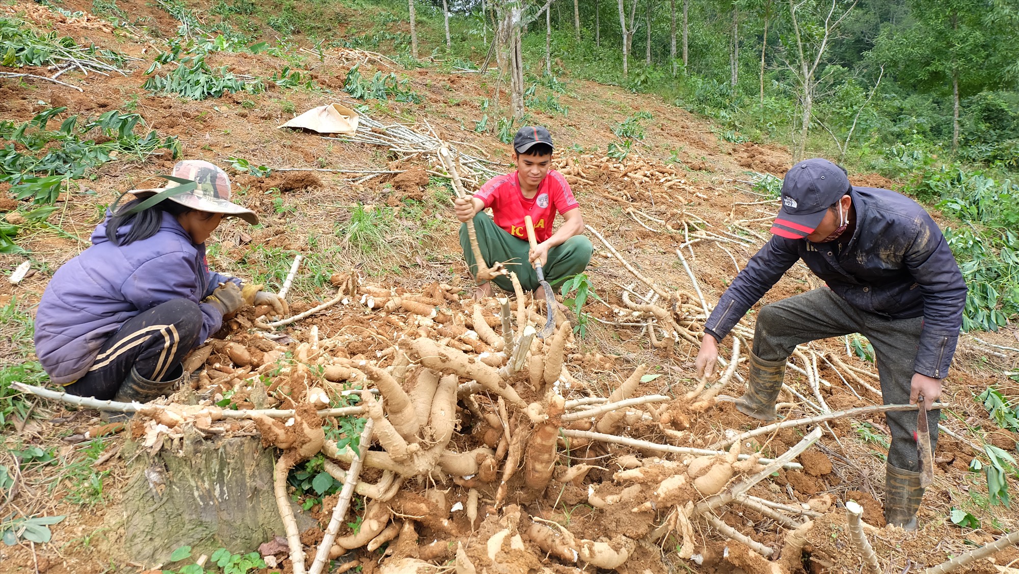 Người dân vùng Lìa, huyện Hướng Hóa thu hoạch sắn - Ảnh: T.T