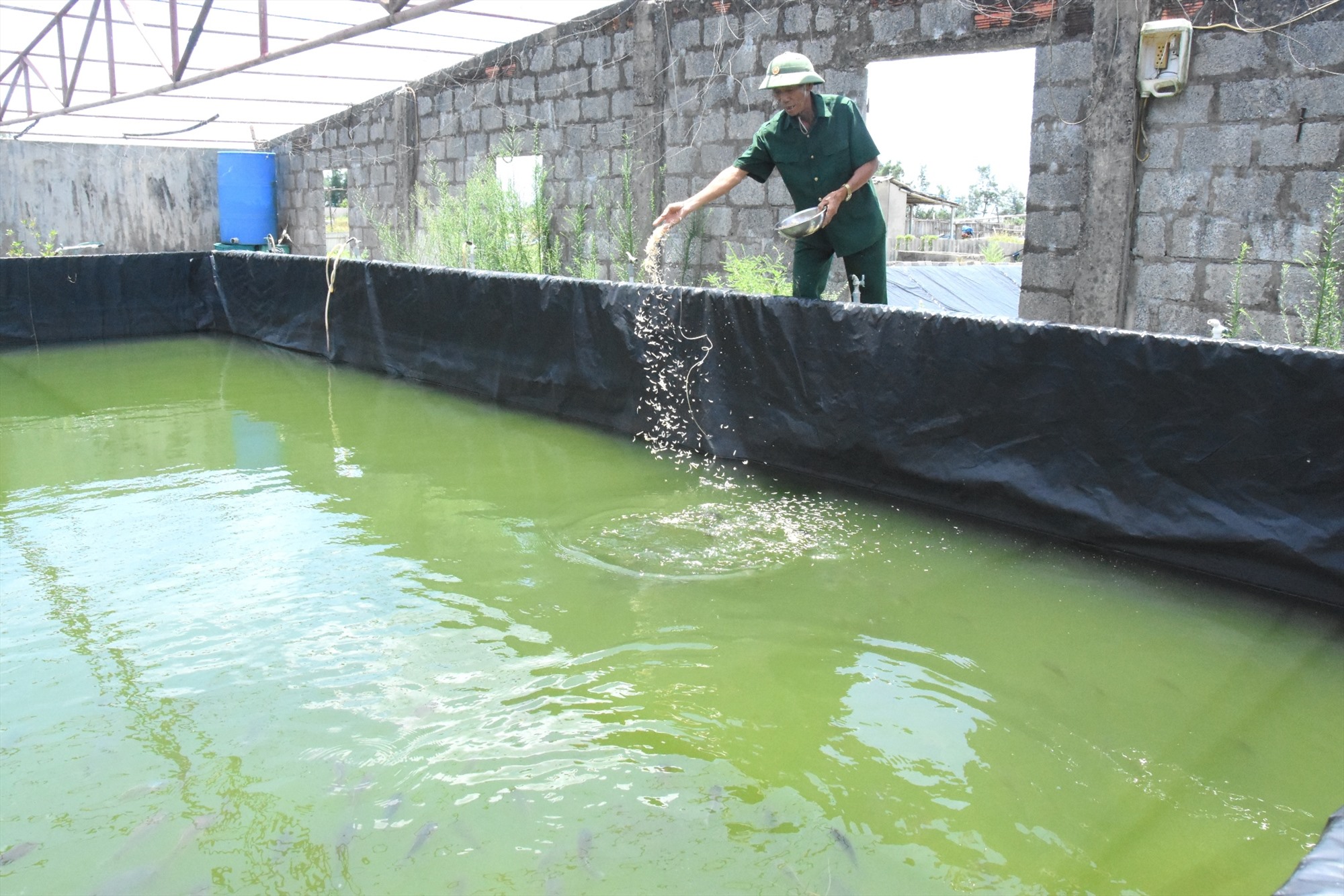 CCB Nguyễn Văn Ngò ở thôn Thái Lai, xã Vĩnh Thái, huyện Vĩnh Linh cho cá ăn trong hồ nuôi của gia đình - Ảnh: Đ.V