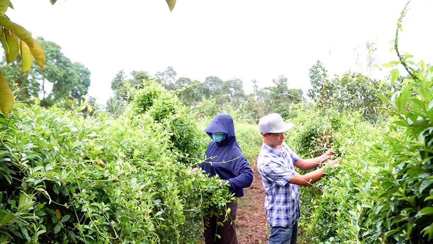 Mô hình trồng cây dược liệu dây thìa canh đem lại hiệu quả kinh tế cao ở xã Cam Nghĩa, huyện Cam Lộ - Ảnh: N.T.H